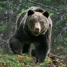 Риддерский фотомастер Александр Клименко делает снимки животных в тайге